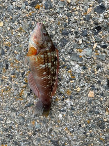 ホシササノハベラの釣果