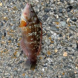 ホシササノハベラ