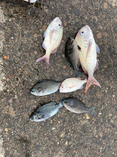 マダイの釣果