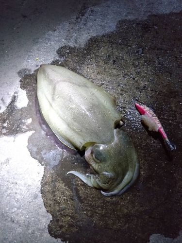 モンゴウイカの釣果