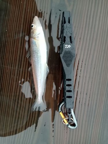 シロギスの釣果