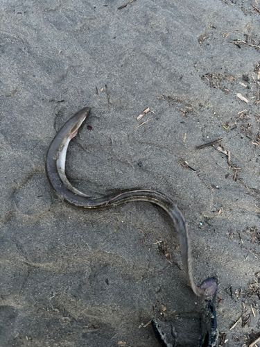 ウナギの釣果