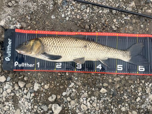 ニゴイの釣果