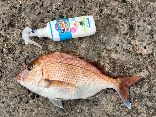 マダイの釣果