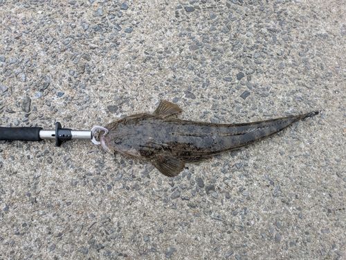 マゴチの釣果