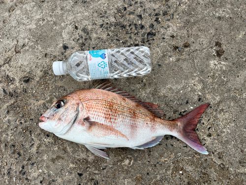 マダイの釣果