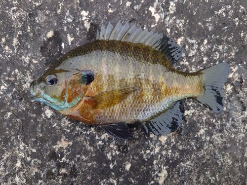 ブルーギルの釣果
