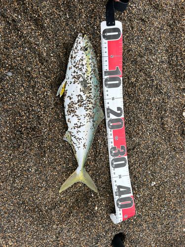 ワカシの釣果