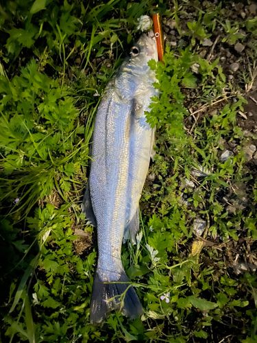 フッコ（マルスズキ）の釣果