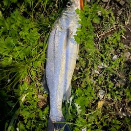 フッコ（マルスズキ）