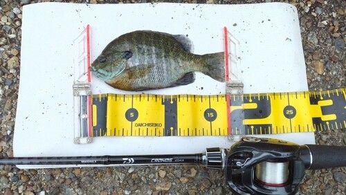 ブルーギルの釣果