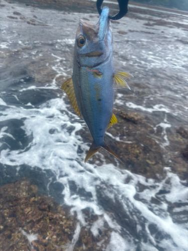 イシフエダイの釣果
