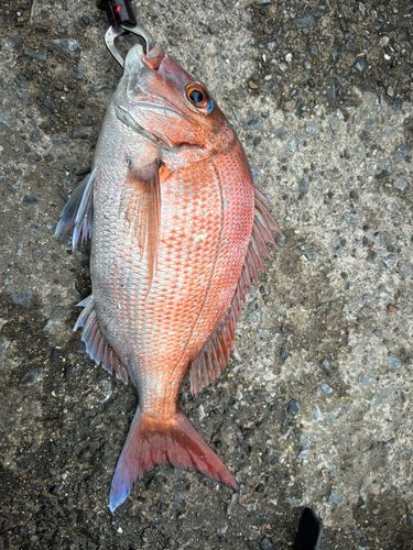 タイの釣果