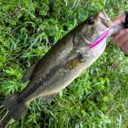 ラージマウスバス