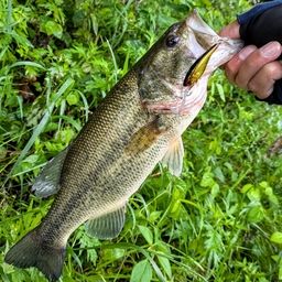 ラージマウスバス