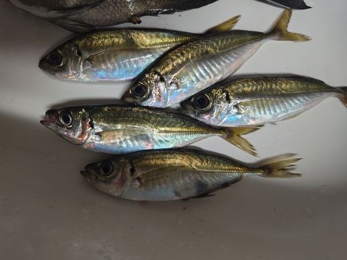 アジの釣果