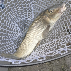 ニゴイの釣果