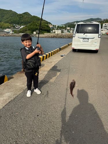 ネンブツダイの釣果
