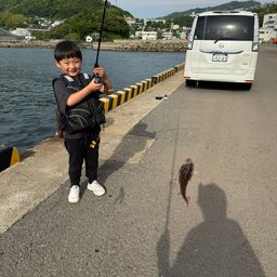 ネンブツダイ