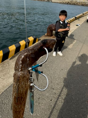 エソの釣果