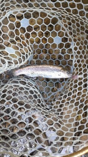 レインボートラウトの釣果