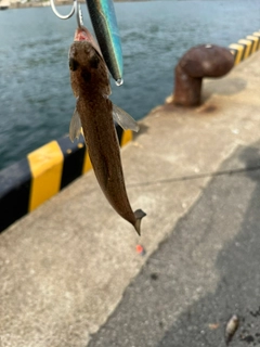 エソの釣果