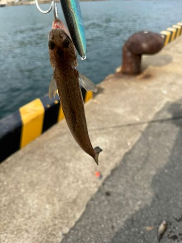 エソの釣果