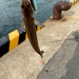 エソ