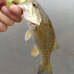 スモールマウスバス