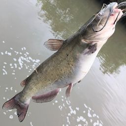 チャネルキャットフィッシュ