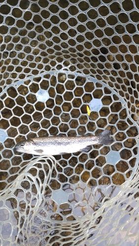 レインボートラウトの釣果