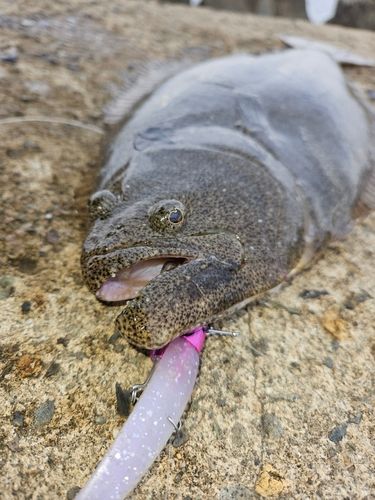 ヒラメの釣果