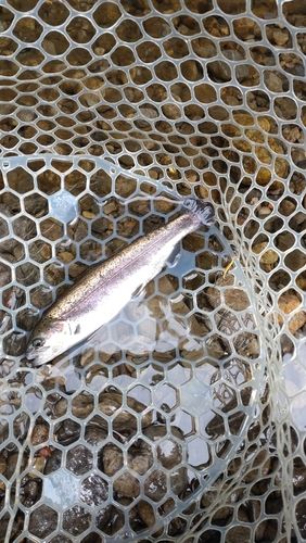 レインボートラウトの釣果