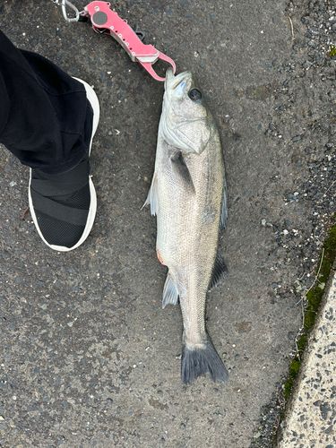 スズキの釣果