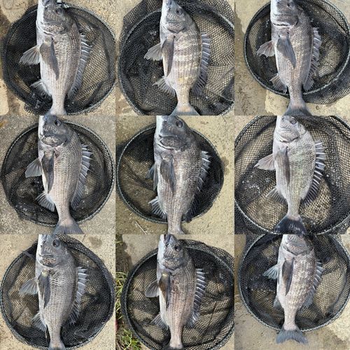 クロダイの釣果