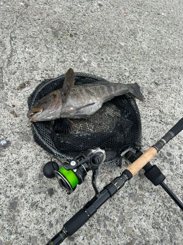 アイナメの釣果