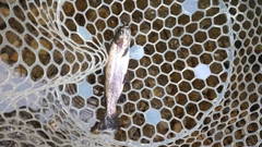 レインボートラウトの釣果