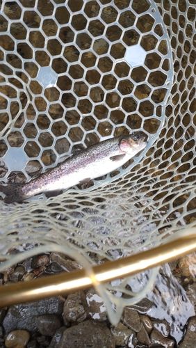 レインボートラウトの釣果