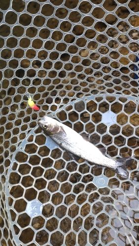 レインボートラウトの釣果
