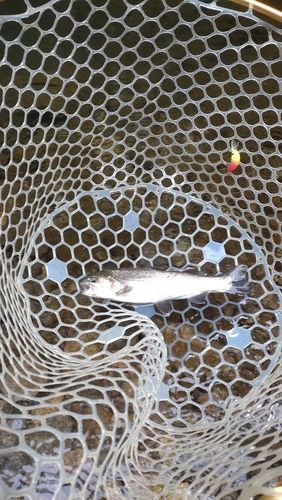 レインボートラウトの釣果