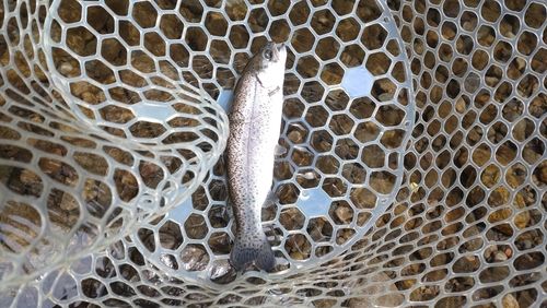 レインボートラウトの釣果