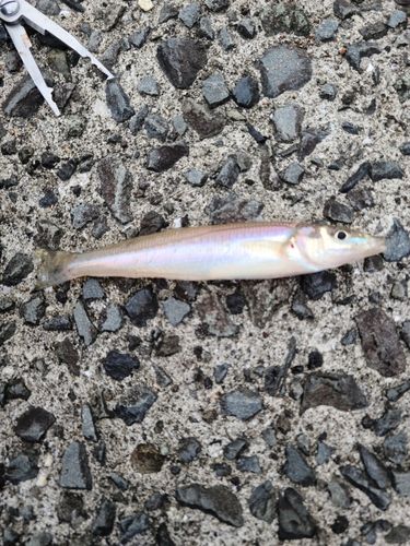 キスの釣果