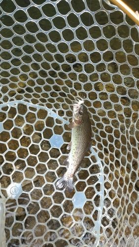 レインボートラウトの釣果