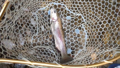 レインボートラウトの釣果