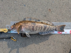 アイナメの釣果