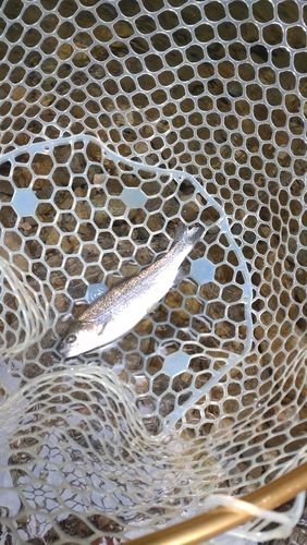 レインボートラウトの釣果