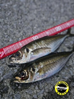 アジの釣果