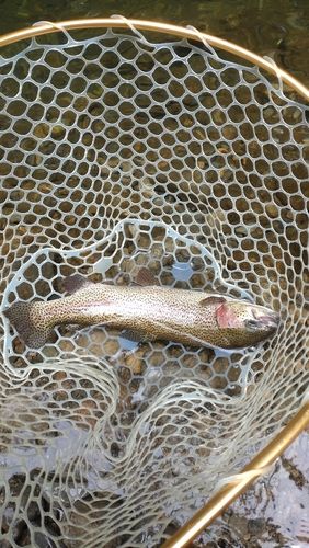 レインボートラウトの釣果