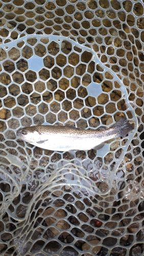 レインボートラウトの釣果