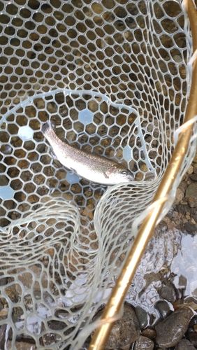 レインボートラウトの釣果